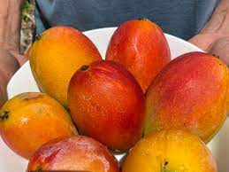 When you purchase from us you will have myself and other members to talk too. Hawai I S Gold The Sacredness Of Mangoes