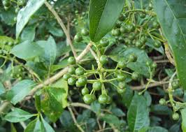 Image result for Pavetta sp. A