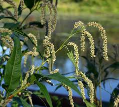 Image result for Persicaria lapathifolia