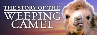 Little ugna (uuganbaatar ikhbayar) begs to go along. The Story Of The Weeping Camel Home Facebook