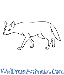 How To Draw An Asiatic Jackal See more fan art related to #furry and #yaoi. how to draw an asiatic jackal