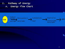 Flow chart of the bined photosynthesis transpiration model. 1 I Pathway Of Energy A Energy Flow Chart 2 Ii Photosynthesis Sunlight Is Captured Using Chlorophyll And Is Converted Into Chemical Energy Stored In Ppt Download