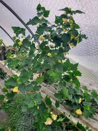 Image result for Abutilon lauraster