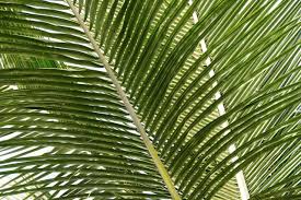 We did not find results for: 10 Best Indoor Palm Trees To Grow At Home Petal Republic