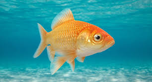 Goldfish 3d Model In 2020 Goldfish Cover Pics Animation