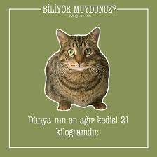 sirin dostlarimiz kediler hakkinda 25 ilginc bilgi