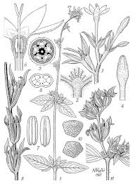 Image result for Otomeria