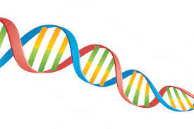 Double Helix Dna Strand Double Helix Dna Drawing Dna Helix