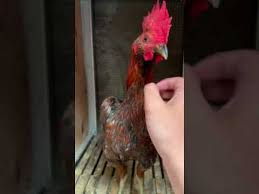 Sekian Lama Meraciknya Dan Hasilnya Memuaskan Like A Father Ninja Filano Youtube