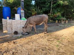 Ini bermakna dari lahir sehingga bayi berumur 6 bulan, bayi hanya perlu diberi susu ibu sepenuhnya dan tidak perlu air atau susu tambahan. Lembu Murah 3 Ekor Lembu Untuk Dilepaskan Semua Betina Facebook