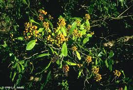 Image result for Pittosporaceae