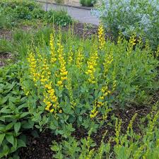 Image result for Indigofera subulata
