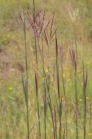 Image result for Eragrostis gummiflua