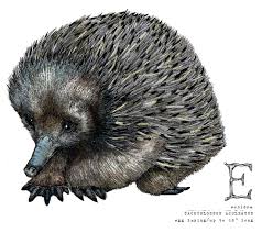 E Is For Echidna Animal Pictures Animals Echidna