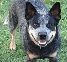 Australian cattle dog for sale. Cleverblue Purebred Australian Cattle Dog Breeder Toowoomba Qld