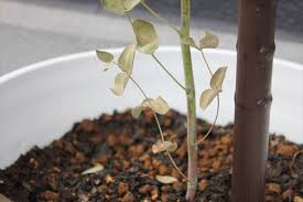 ユーカリがピンチですっ なぁなぁな日々