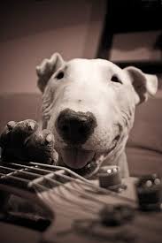 The Legendary Dj The Bassplayer Bull Terrier Bull Terrier Dog English Bull Terriers