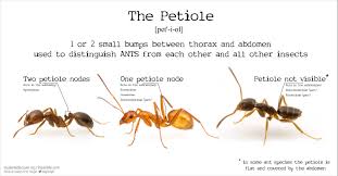 There Are About 14 000 Ant Species In The World Thats