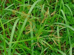 Image result for Cyperus distans