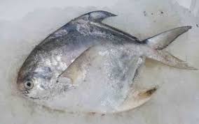 Ikan ini berasal dari samudra pasifik yang meliputi perairan indonesia, malaysia, filipina, hingga australia. 11 Jenis Ikan Sungai Dan Laut Dalam Temui Di Pasar Bidadari My