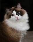 Ragdoll Breed Characteristics and Information | IamCasper