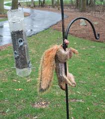 People will use vegetable oil or petroleum jelly. When You Get Fed Up With Squirrels Raiding The Bird Feeder So You Grease The Pole Gif On Imgur