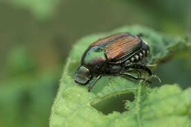 Don't worry, that's the kind in those red packages of lawn guardian nematodes that we sell at heeman's. How To Control Japanese Beetles