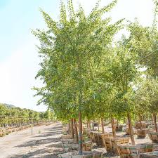 Image result for Dalbergia sissoo