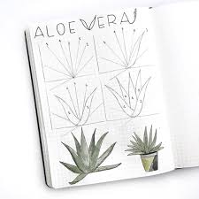 Happy Friday Bujofriends Here S The First Doodletutorial For June It S An Aloe Vera Plant When I Plant Drawing Bullet Journal Doodles Doodle Drawings