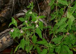Image result for Lantana rugosa