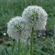 Allium Stipitatum White Giant Allium Seeds For Sale Seeds