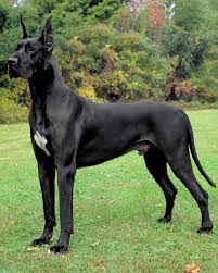 Black And Brown Large Dog Breeds Great Danes Dog Breeds Dane Dog Great Dane Dogs