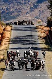Rush Hour On N7 Madagascar Madagascar Travel Madagascar Culture Africa Travel