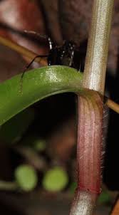 Image result for Murdannia simplex