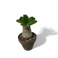 Image result for Pachypodium