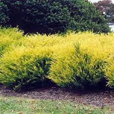 Coleonema Pulchrum Sunset Gold Water Wise Landscaping Landscape Plan Yellow Shrubs