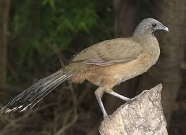 Birds That Lay Eggs On The Ground Ontario Plain Chachalaca Ortalis Vetula Wikipedia Honduras Food World Birds Bird Life List