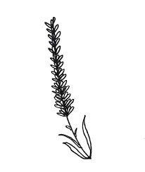 The overall drawing is quite nice, despite lacking structure and details. Lavender Drawing 7 Easy Steps To A Perfect Lavender Doodle