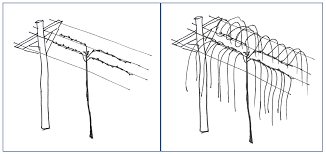 Image result for pruning grapes on a pergola