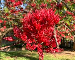Image result for Schotia brachypetala
