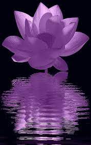 Lotus Purple Flores Bonitas Flor De Loto Flores Acuaticas