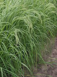 Image result for Eragrostis dinteri