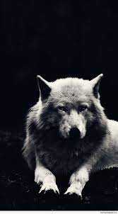 Please contact us if you want to publish a 4k ultra hd wallpaper on our site. Ultra Hd Wolf Wallpaper 4k Wolf Tapete 1080x1948 Wallpapertip