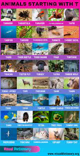 There is one letter not found anywhere on the periodic table and another not found in official element names. Animals That Start With T Useful List Of 40 Animals Starting With T Visual Dictionary