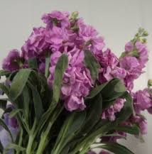 Maybe you would like to learn more about one of these? Tfs Roanoke Southwest Virginia S Wholesale Floral Supplier
