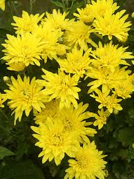 It's in a garden area and not seen elsewhere, so unlikely to be native to the area. Mum Gay Mood Bluestone Perennials