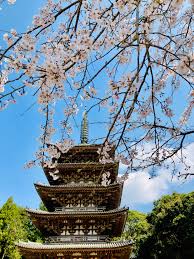 We hope you enjoy our growing collection of hd images to use as a background or home screen for. Travel Japan Where To See Cherry Blossoms In Kyoto Tokyo Weekender