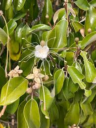 Image result for Capparaceae