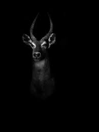 Dramatic Portraits Of Animals Pet Portraits Black And White Portraits Animals