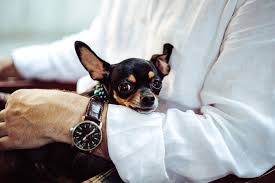 Chihuahua Kopek Irki